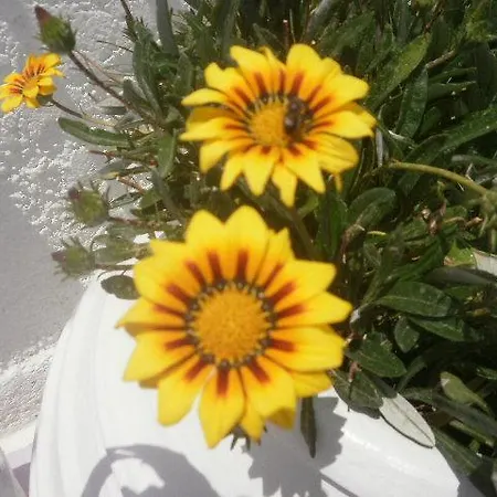 Hotel Gorgona Mylopotas